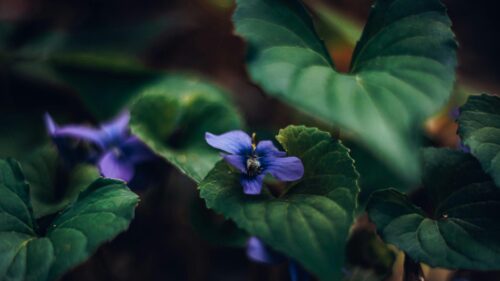 Beautiful Purple Forest Violets Nature 4K Desktop Wallpaper