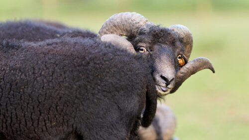 Funny Curious Black Ram Looking Back 4K Desktop Wallpaper