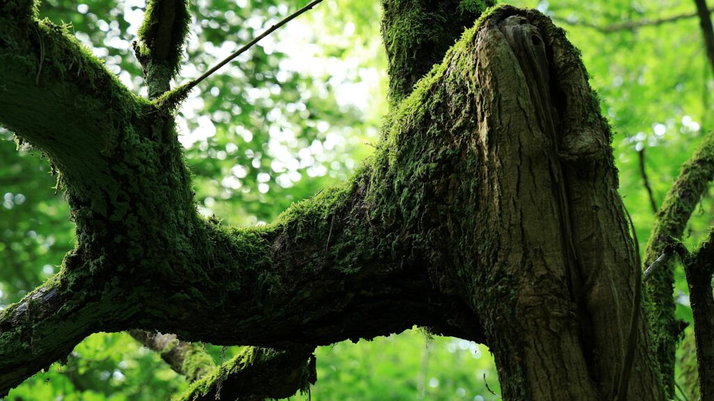 Enchanting Mossy Tree Branch in Lush Green Forest 4K Wallpaper