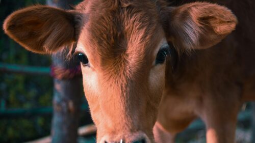 Close-up Portrait of a Brown Calf Animal 4K Desktop Wallpaper