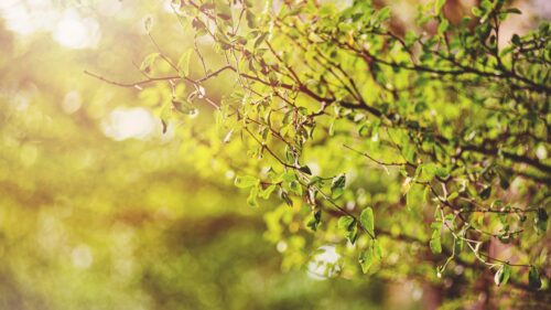 Sun-Drenched Green Tree Branches Golden Hour Desktop Wallpaper