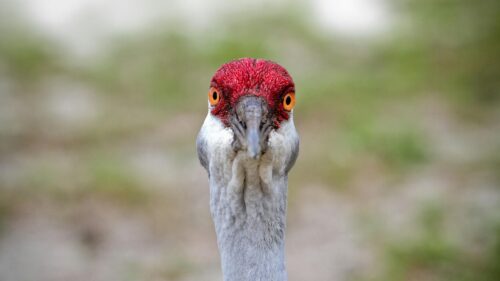 Funny Sandhill Crane Head Close-up 4K Desktop Wallpaper