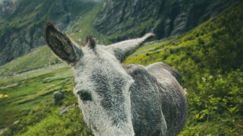 Close-up Portrait of a Grey Mountain Donkey Desktop Wallpaper