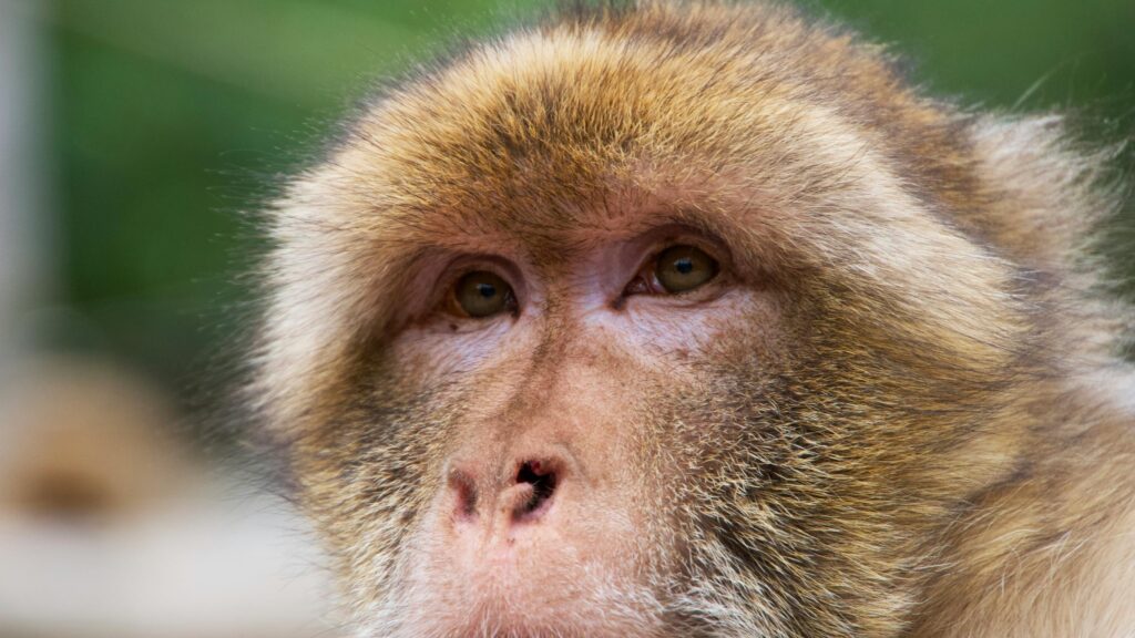 Close-Up Barbary Macaque Portrait High Resolution Desktop Wallpaper