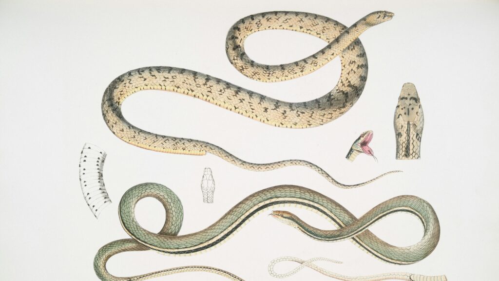 Vintage Scientific Snake Illustration Art 4K Desktop Wallpaper
