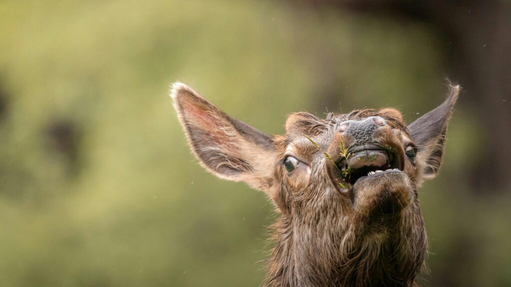 Funny Close-up Elk Chewing Grass in the Wilderness 4K Wallpaper