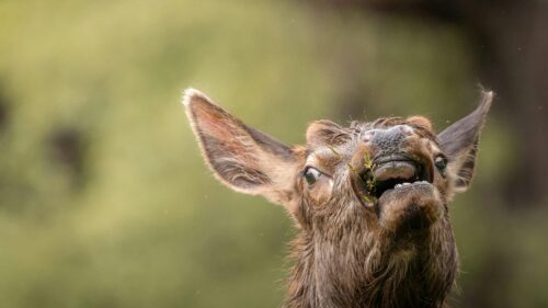 Funny Close-up Elk Chewing Grass in the Wilderness 4K Wallpaper