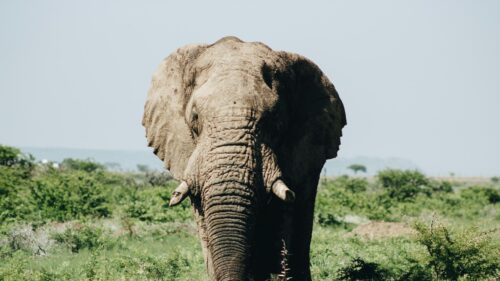 Majestic African Elephant Front View Wildlife 4K Desktop Wallpaper