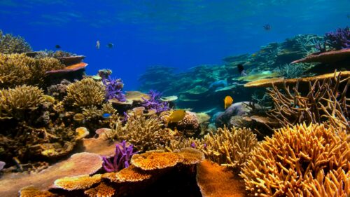 Vibrant Great Barrier Reef Coral Garden Underwater 4K Wallpaper