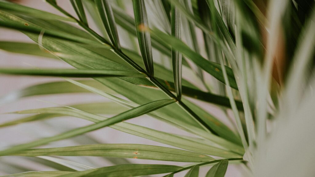 Minimalist Green Palm Leaf Close Up Aesthetic Desktop Wallpaper