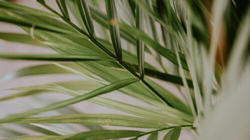 Minimalist Green Palm Leaf Close Up Aesthetic Desktop Wallpaper