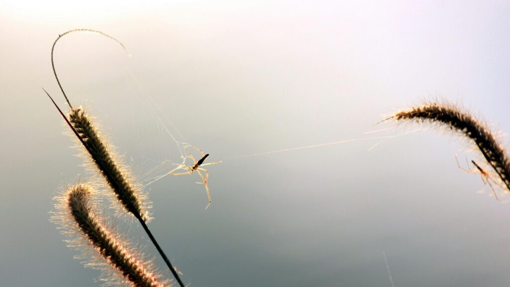 Macro Spider on Grass Stalks at Sunrise 4K Wallpaper