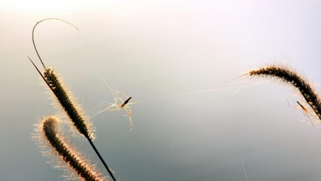 Macro Spider on Grass Stalks at Sunrise 4K Wallpaper