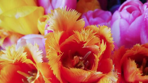 Vibrant Fringed Orange and Yellow Tulip Bouquet Desktop Wallpaper
