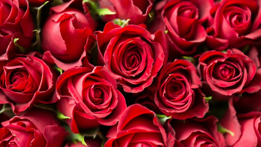 Beautiful Red Roses Bouquet Close-Up 4K Desktop Wallpaper