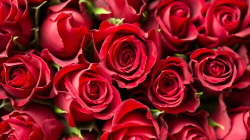 Beautiful Red Roses Bouquet Close-Up 4K Desktop Wallpaper