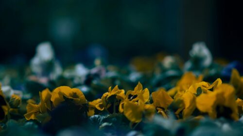 Macro Yellow Pansy Flowers Soft Focus Bloom 4K Desktop Wallpaper