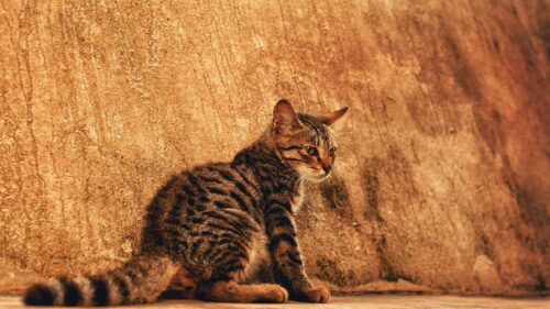 Majestic Tabby Cat Sitting Against Warm Textured Wall 4K Wallpaper