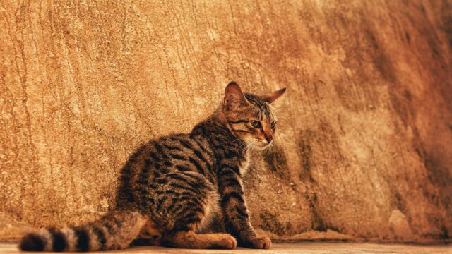 Majestic Tabby Cat Sitting Against Warm Textured Wall 4K Wallpaper