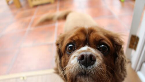 Close-Up Puppy Face Cavalier King Charles Spaniel Desktop Wallpaper