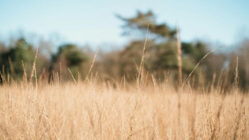 Golden Tall Grass Meadow at Sunset Autumn Landscape 4K Wallpaper