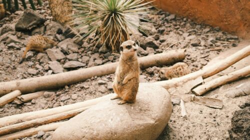 Alert Meerkat Standing Guard on a Desert Rock 4K Wallpaper