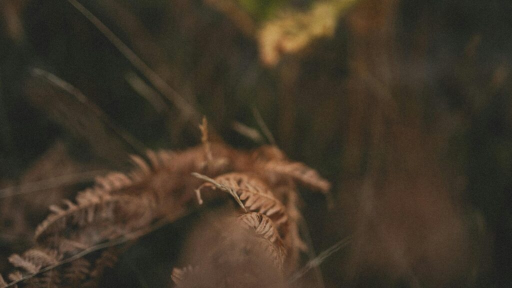 Macro Detail of Withered Brown Fern Fronds 4K Desktop Wallpaper