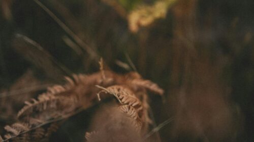 Macro Detail of Withered Brown Fern Fronds 4K Desktop Wallpaper