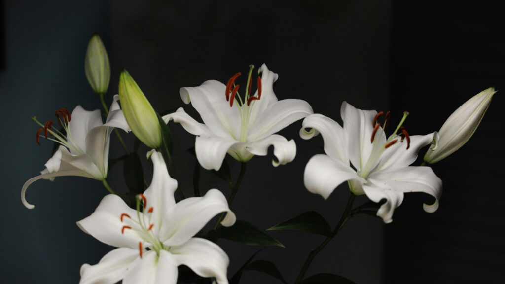 Elegant White Lily Flowers Against Dark Background 4K Wallpaper