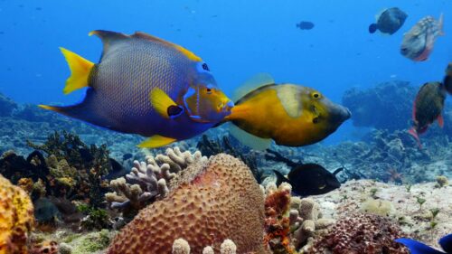 Vibrant Tropical Reef Fish Underwater Scene Desktop Wallpaper