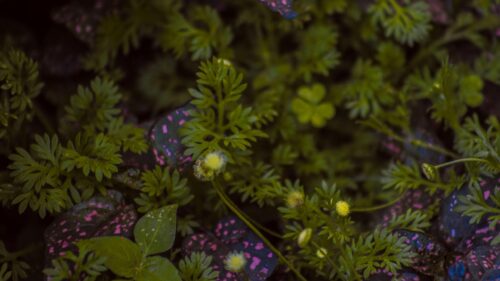 Macro Floral Garden with Pink Spotted Leaves 4K Desktop Wallpaper