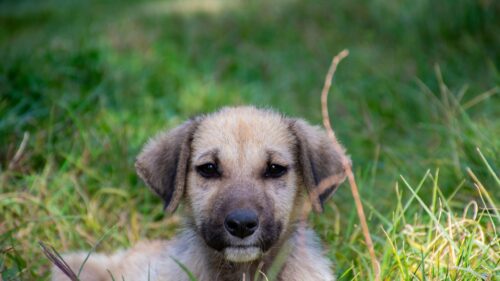 Cute Tan Puppy Sitting in Green Grass Desktop Wallpaper