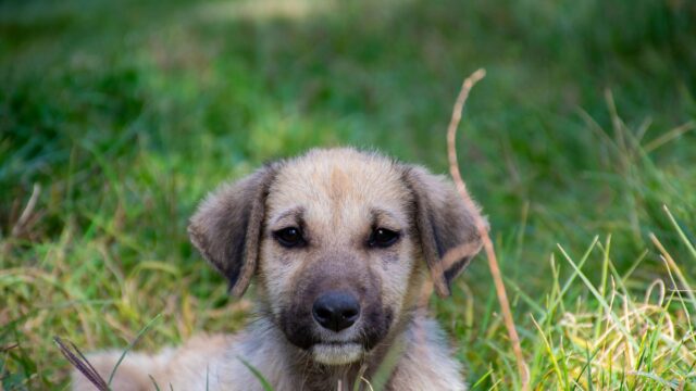 Cute Tan Puppy Sitting in Green Grass Desktop Wallpaper