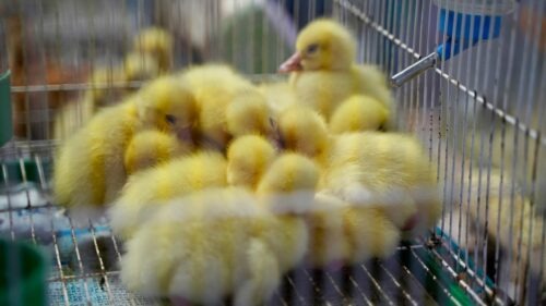 Adorable Fluffy Yellow Ducklings in a Cage 4K Desktop Wallpaper