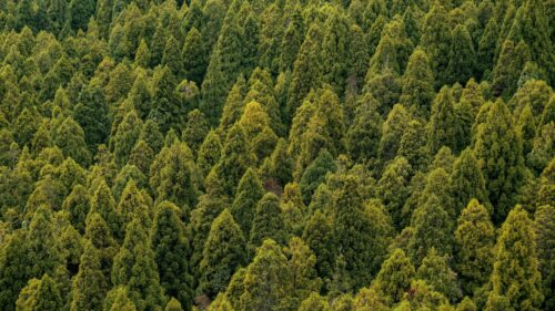 Lush Green Coniferous Forest Aerial View Desktop Wallpaper