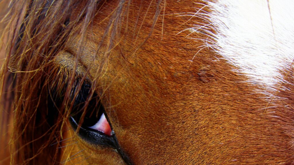 Close-up Horse Eye Brown Fur Equestrian 4K Wallpaper