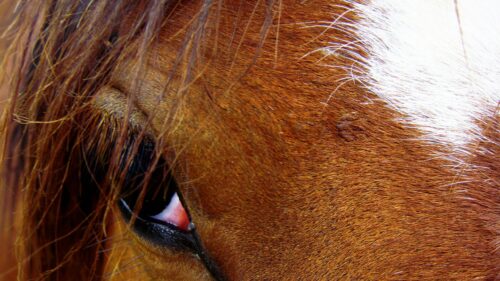 Close-up Horse Eye Brown Fur Equestrian 4K Wallpaper