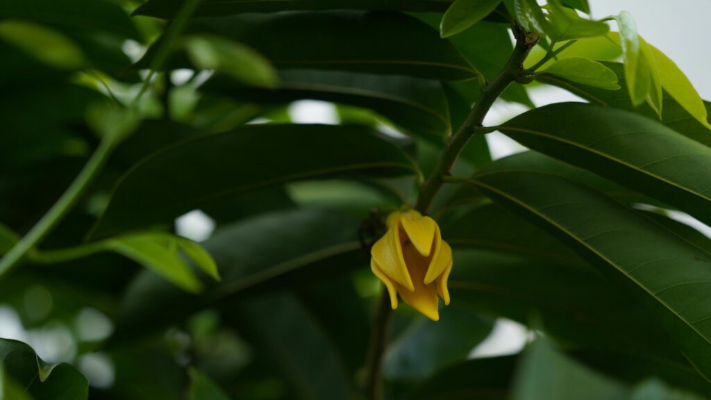 Close-up Ylang Ylang Flower Among Green Leaves Desktop Wallpaper