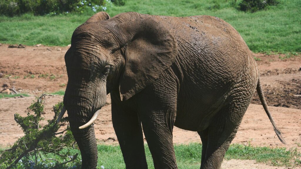 Majestic African Elephant Standing in Savanna Nature 4K Wallpaper