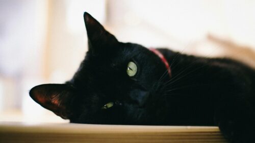 Mysterious Black Cat with Green Eyes Desktop Wallpaper