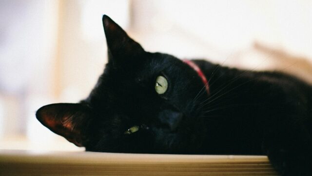 Mysterious Black Cat with Green Eyes Desktop Wallpaper