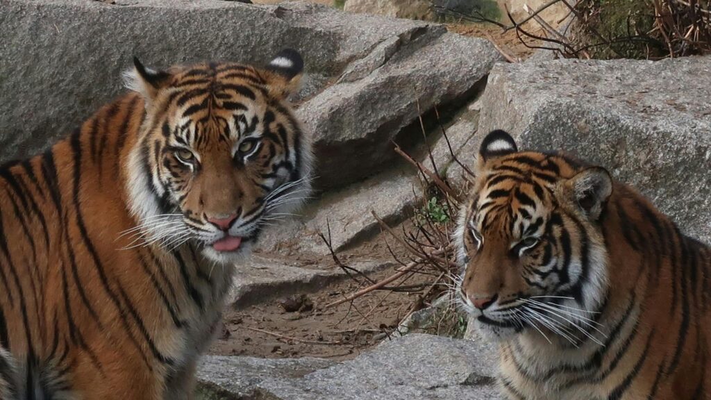 Two Majestic Tigers Together in Nature Desktop Wallpaper