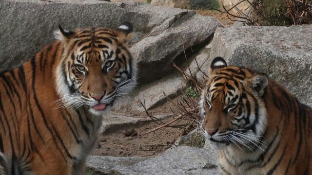Two Majestic Tigers Together in Nature Desktop Wallpaper