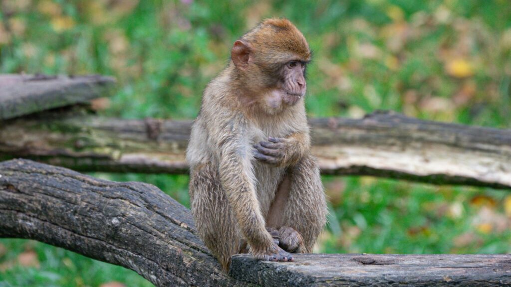 Cute Baby Barbary Macaque Sitting on Log Desktop Wallpaper