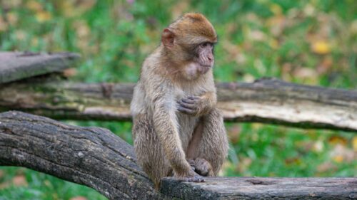 Cute Baby Barbary Macaque Sitting on Log Desktop Wallpaper
