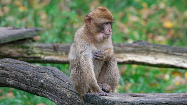 Cute Baby Barbary Macaque Sitting on Log Desktop Wallpaper