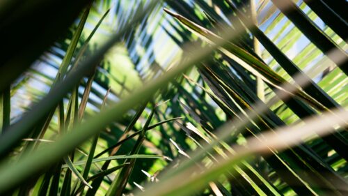 Sunlit Tropical Palm Leaves Abstract Macro 4K Wallpaper