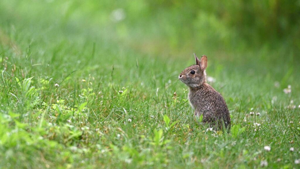 Cute Baby Eastern Cottontail Rabbit in Lush Green Grass Desktop Wallpaper