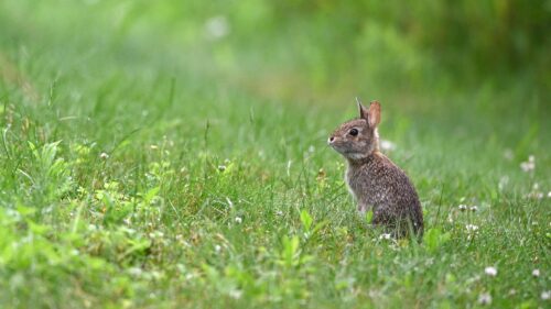 Cute Baby Eastern Cottontail Rabbit in Lush Green Grass Desktop Wallpaper