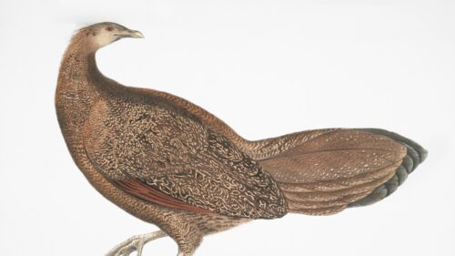 Vintage Ornithological Brown Pheasant Illustration 4K Wallpaper